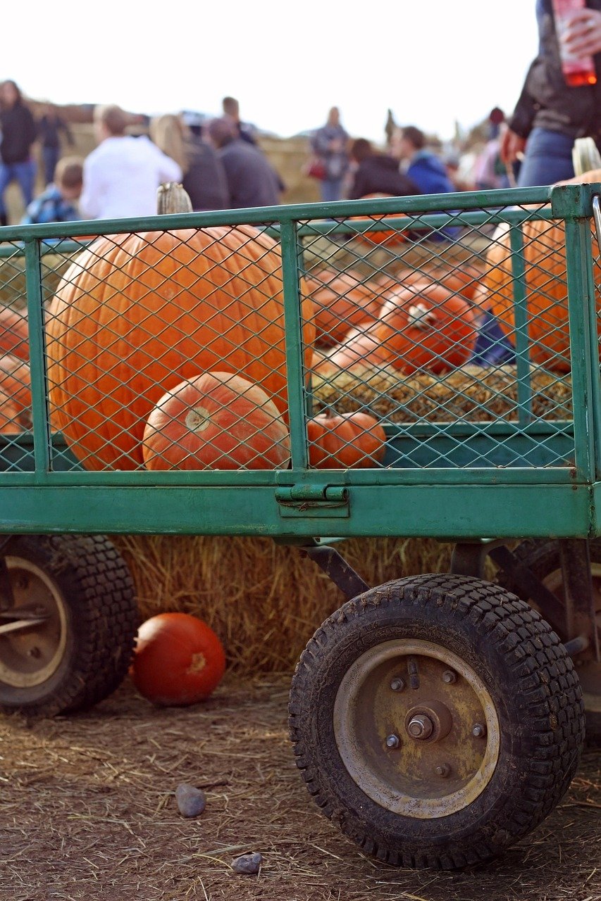 pumpkin, harvest, wagon, halloween, season, fall, autumn, october, agriculture, farm, thanksgiving, nature, outdoors, market, vegetables, wheel, farming