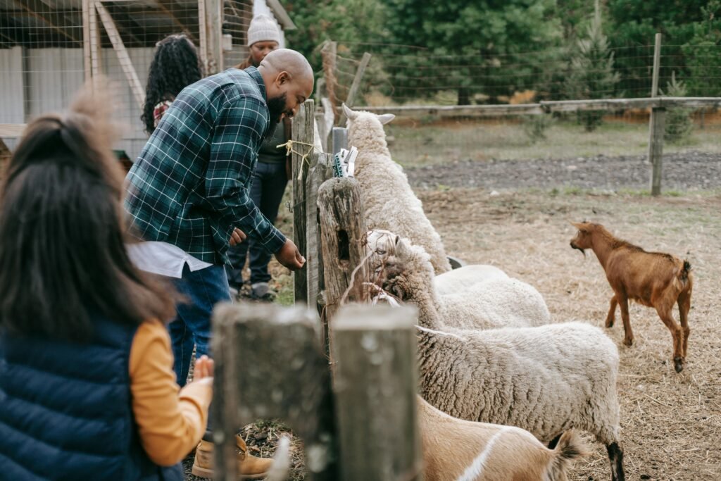 Anonymous African American family giving food to sheep and goats through fence in countryside